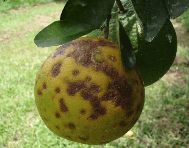 Citrus Leprosis