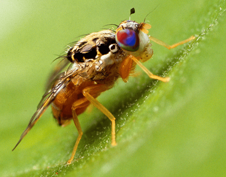 Mediterrranean Fruit Fly